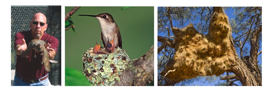 Ken Dial (Google image), Ruby-throated Hummingbird nest, Sociable Weaver nests (BBC Earth, 2015,Retrieved 04/16/2018 from: http://www.bbc.com/earth/story/20150307-the-16-most-amazing-bird-nests